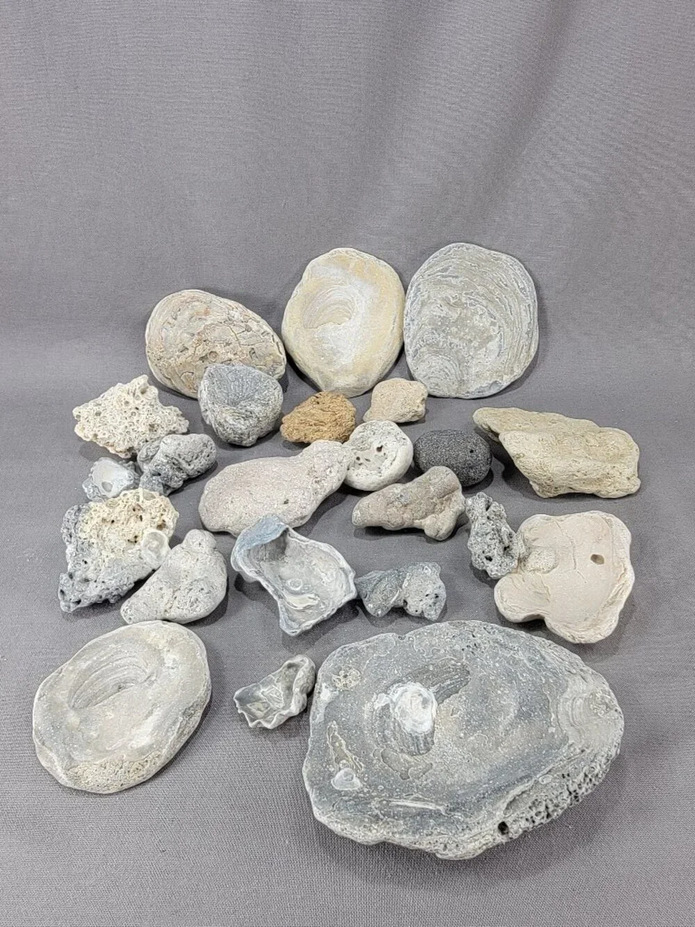 Florida Beach Shell Stone Rock Fossil Coral Mixed Lot Coastal Craft Decor